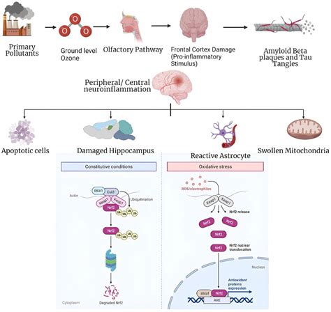 Frontiers Alzheimers Disease The Role Of Extrinsic Factors In Its