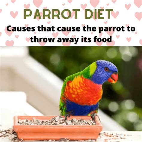 Parrot Diet Causes That Cause The Parrot To Throw Away Its Food