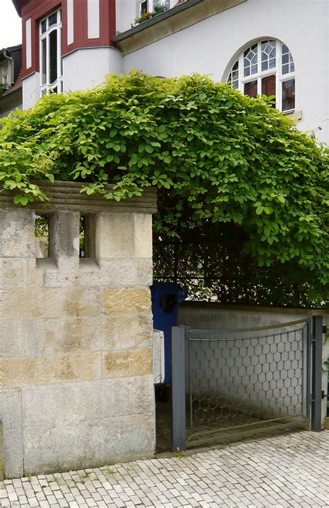 Pergola Am Haus Selbst Bauen Und Begr Nen Fassadengruen