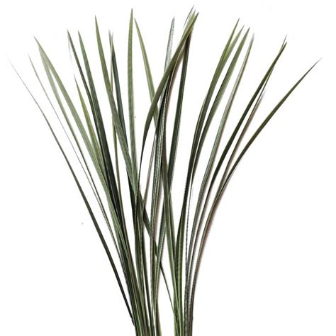 Lilly Grass Is The Perfect Finishing Touch To Any Centerpiece Or Bridal