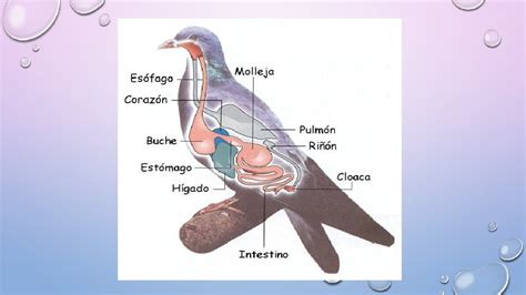 El Sistema Digestivo De Los Vertebrados Todos Los