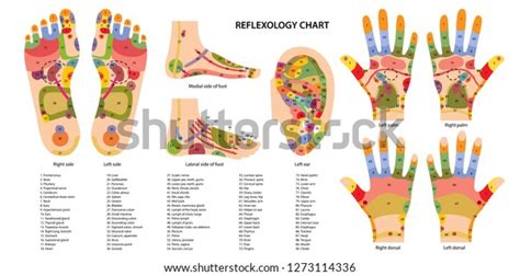 2,774 Reflexology Points Images, Stock Photos & Vectors | Shutterstock