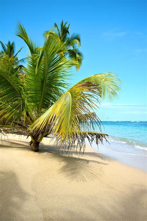 Wild Tropical Beach With Coconut Trees And Other Vegetation White Sand