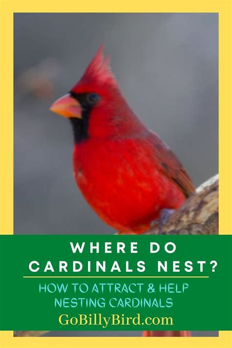 Where do Cardinals Nest? | Cardinals, Backyard birds, Bird feeders