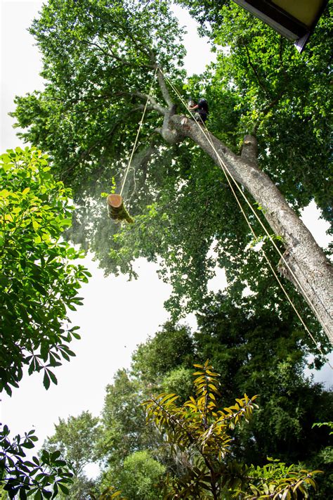 Arborist FAQs Hamilton Marc Doyle Treework