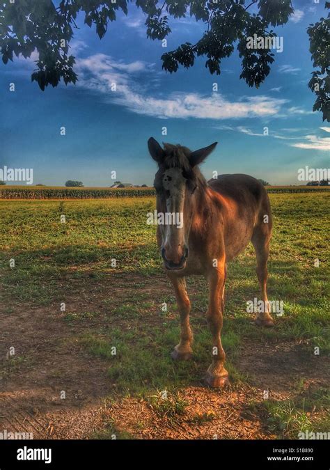 Horse In Field Stock Photo Alamy