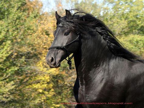 Friesian Horse Wallpapers Top Free Friesian Horse Backgrounds