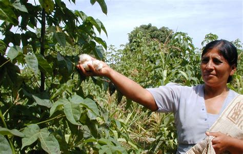 Instalarán planta desmotadora de algodón nativo en Lambayeque