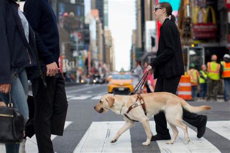 How Do They Train Seeing Eye Dogs