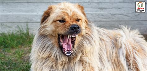 Conoce Las 10 Razas De Perros Más Bravos Agrocampo