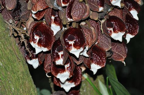 Aristolochia Arborea Botanischer Garten München Nymphenbur Stefano