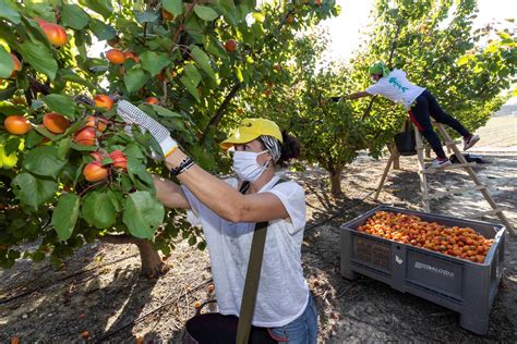 Fruta de hueso una campaña correcta en la que se esperaban mejores