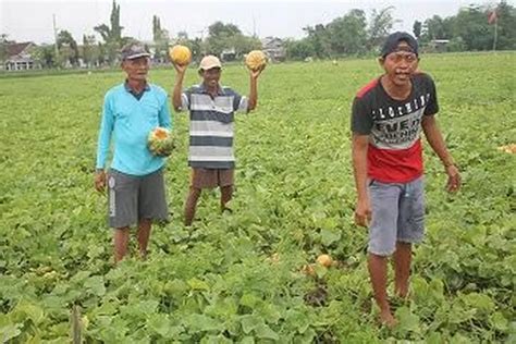 Membusuk Sebelum Dipetik Petani Blewah Tembelang Gagal Panen Radar