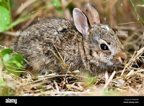 Eastern Cottontail Sylvilagus Floridanus Camp Lula Sams