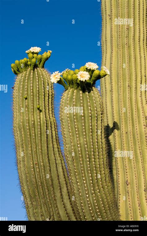 Saguaro Cactus In Bloom Carnegiea Gigantea Aka Cereus Giganteus Sonoran