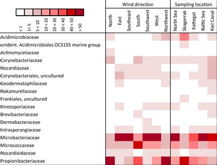 Taxonomic classification of Actinobacteria reads grouped in wind ...