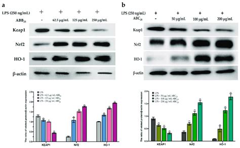 The Protein Expression Of KEAP1 Nrf2 And HO 1 Of LPS Stimulated