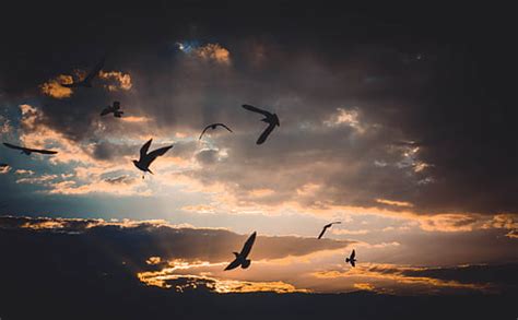 1366x768px Free Download Hd Wallpaper Birds Flying Near Clouds