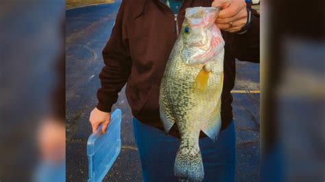 Minnesota Ice Fisherman Catches Rare Golden Crappie Outdoor Life