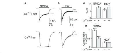 Desensitization Of Native Nmdars Caused By Nmda And Hcy A Currents