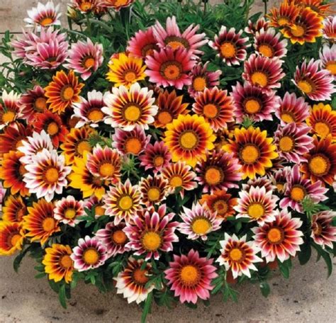 MPB12 Gazania Seeds Sunshine Hybrids Mix 25 Thru 500 Seeds Etsy