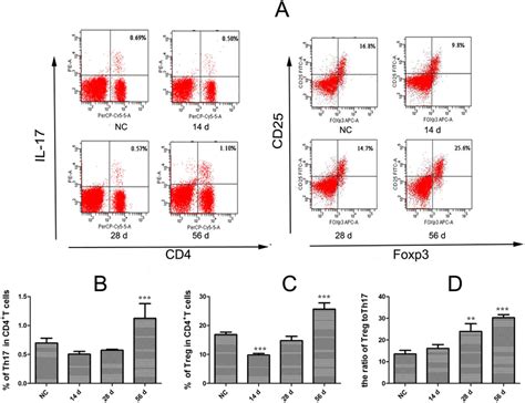 Quantitative Changes In Splenic Treg And Th Cell Percentages And The