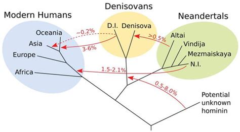 Humans And Neanderthals Had Sex But Was It For Love Vox