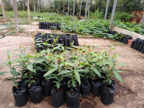 Prefeitura Distribui Mudas De Plantas Para Produtores De Picos GP1