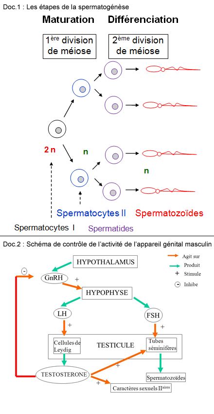 La spermatogenèse ou formation des spermatozoïdes Seconde