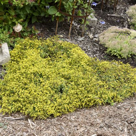 Sedum Yellow Brick Road Pp32158 Cpbraf Walters Gardens Inc