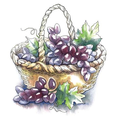 Grapes Watercolor Stock Illustrations – 2,981 Grapes Watercolor Stock ...