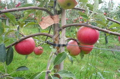 NIF Agro Supplies - Ніф Агро Постачання - интенсивный сад, шпалера ...