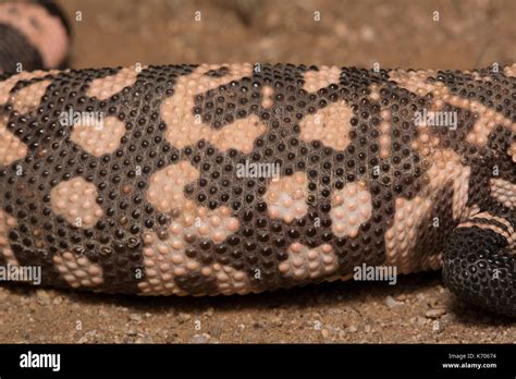 Gila Monster Heloderma Suspectum From Sonora Mexico Stock Photo Alamy