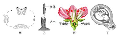 下图所示是女性生殖过程中部分结构。据图回答：（1）图中 ① 的名称是，它生活在子宫内的中。（2）是胎儿与