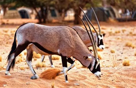 Oryx - Description, Habitat, Image, Diet, and Interesting Facts