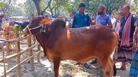 আজ ৫ সেপ্টেম্বর চট্টগ্রামের ব্যবসায়ী কেমন দামে মাংসের ওজন সহ বড় বড় ষাঁড় গরু কিনছেন