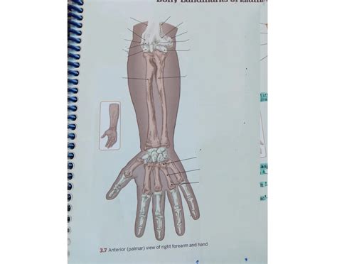 Forearm Bony Landmarks Test Palmar View Quiz