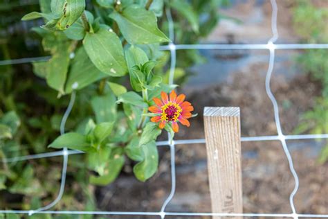 Comment redresser un arbre qui penche dans votre jardin nos méthodes