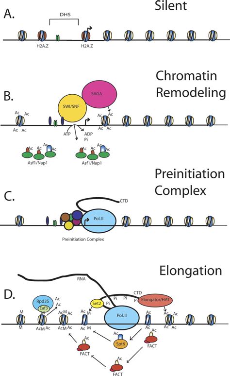 Nucleosome Displacement In Transcription