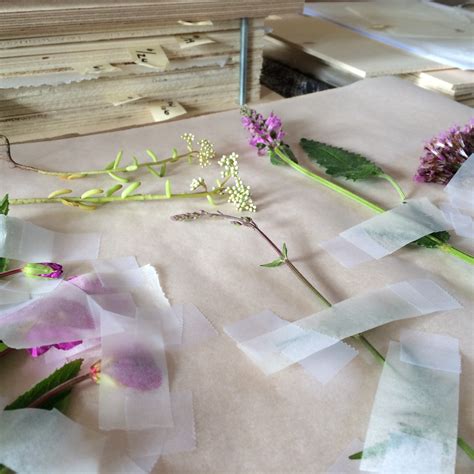 Herbarium How To Freshly Pressed