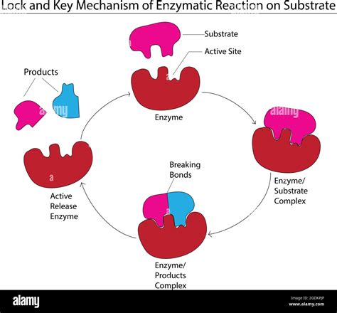 Lock And Key Model Of Enzyme Biological Model Of Lock And Key