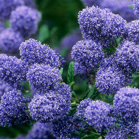 Ceanothus Puget Blue Evergreen Shrubs Shrubs Garden Shrubs