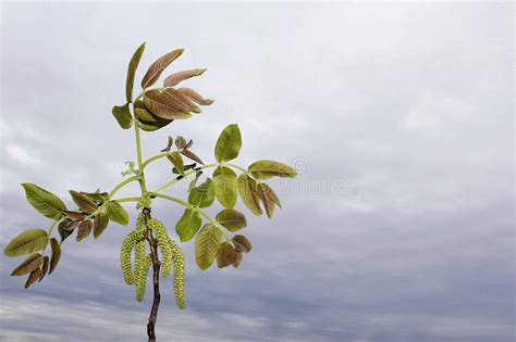 Rama De La Nuez Con Las Hojas Y Los Brotes De La Primavera Con El Fondo