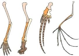 Quiz Evolution