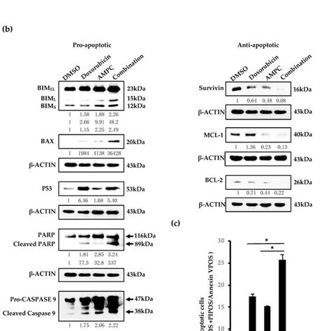 Ampc Inhibits Doxorubicin Induced Akt Activation And Enhances Download Scientific Diagram