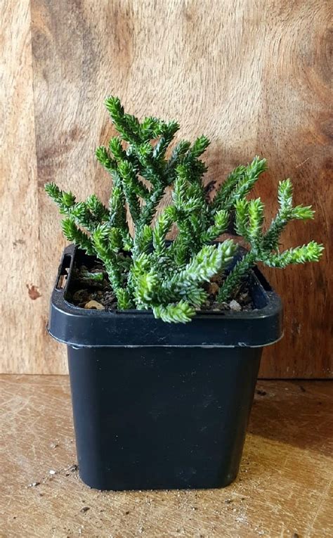 Crassula Muscosa Garden Feast