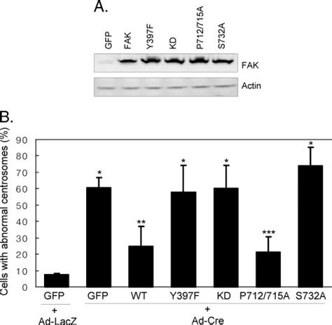 Analysis Of Various Fak Mutants In The Regulation Of Centrosome