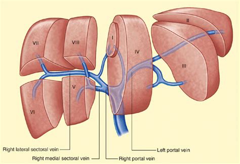 Hepatobiliary Ultrasound Radiology Key