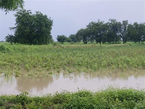 Farmers Face Heavy Losses As Excessive Rain Damages Crops In Drought