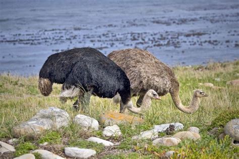 Ostrich Feeding